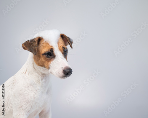 Funny dog jack russell terrier with foam on his head on a white background. Copy space. © Михаил Решетников