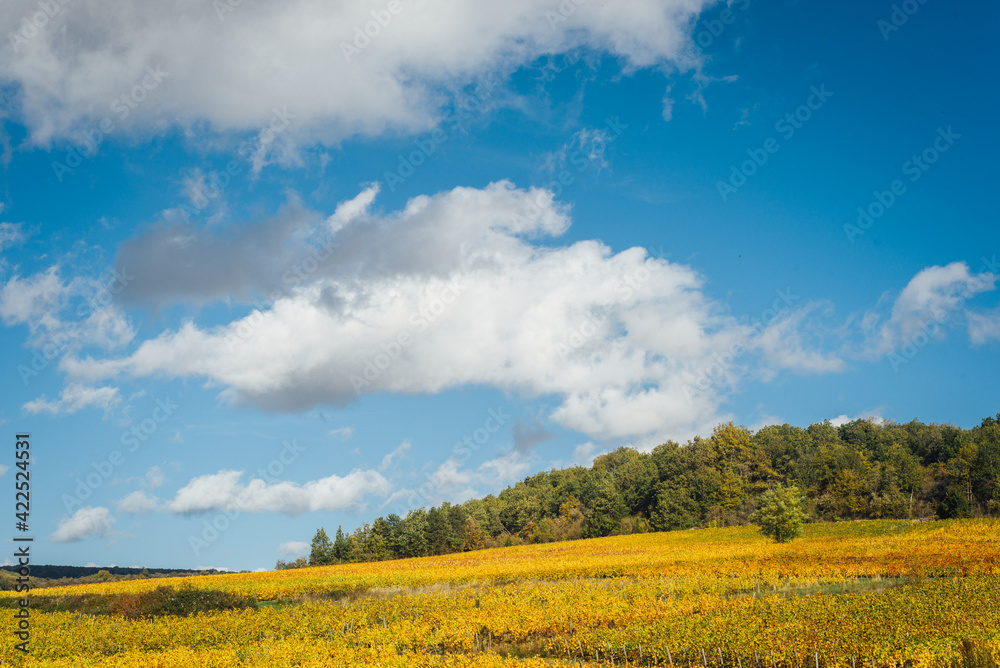 des vignes jaunes en automne. Un vignoble automnal. Les vignes de Bourgogne en automne. Des rangs de vigne. La viticulture en France des vignes jaunes en automne. Un vignoble automnal. Les vignes de Bourgogne en automne. Des rangs de vigne. La viticulture en France
