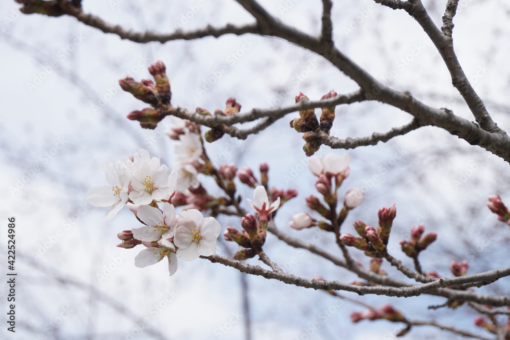 桜 桜