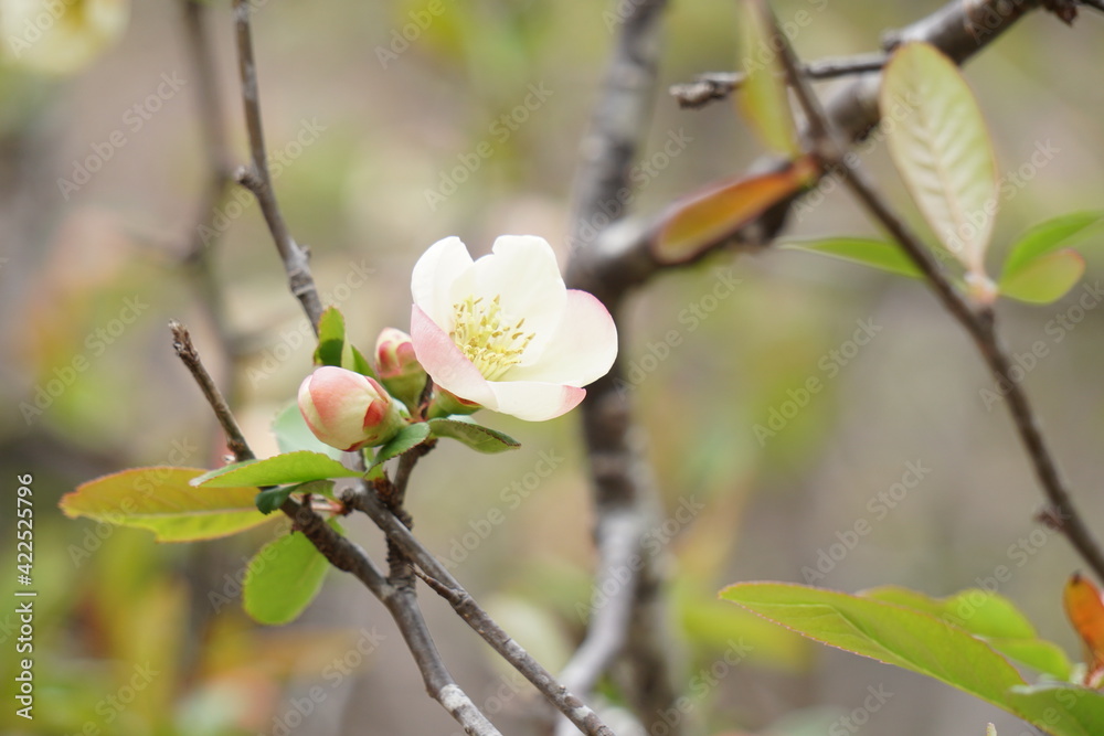 木瓜の花 木瓜の花