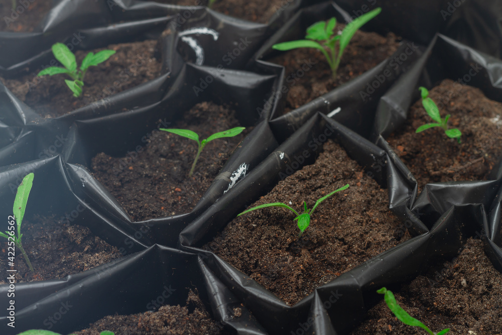 Tomato seedlings in black bags with soil at home on the windowsill Tomato seedlings in black bags with soil at home on the windowsill