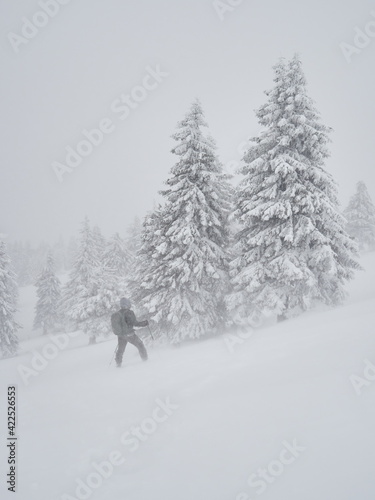 professional photographer with backpack going across coniferous forest during severe snow storm, Ciucas mountains, Romania
