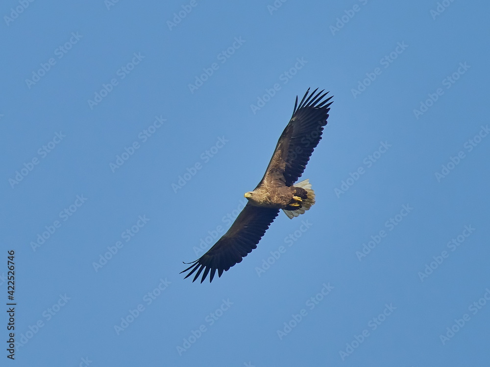 Naklejka premium The white-tailed eagle flying (Haliaeetus albicilla)