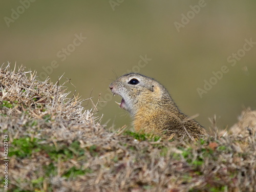European ground squirrel in natural habitat (Spermophilus citellus)