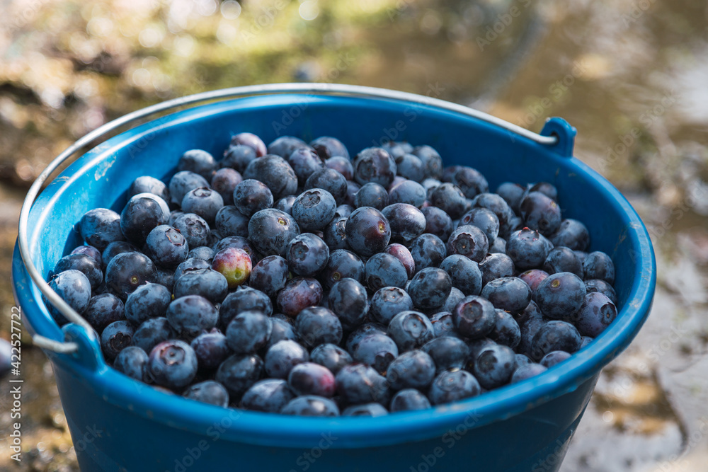 Harvesting blueberries in the field. Blue bucket full of blueberries in nature near blueberries bushes. Natural organic food Harvesting blueberries in the field. Blue bucket full of blueberries in nature near blueberries bushes. Natural organic food