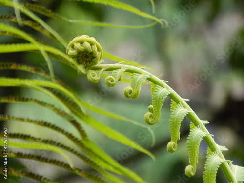 Fiddleheads fern or fiddlehead greens are the furled fronds of a young fern, harvested for use as a vegetable. Fiddleheads background photo