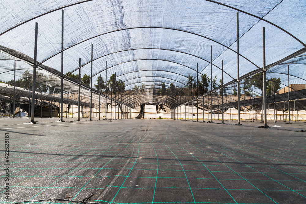Fruit greenhouses ready for planting and harvesting. raspberries and blueberries. Agriculture. Healthy food. Fruit greenhouses ready for planting and harvesting. raspberries and blueberries. Agriculture. Healthy food.