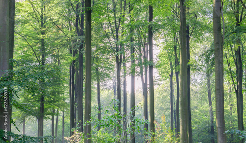Beech trees woodland