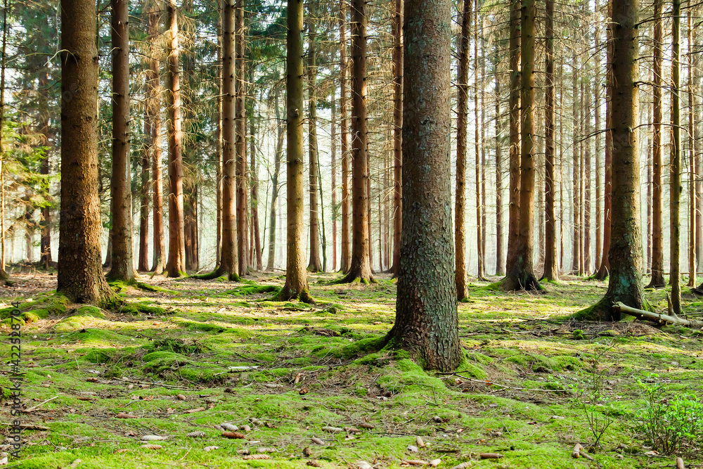 Obraz premium Mossy forest landscape