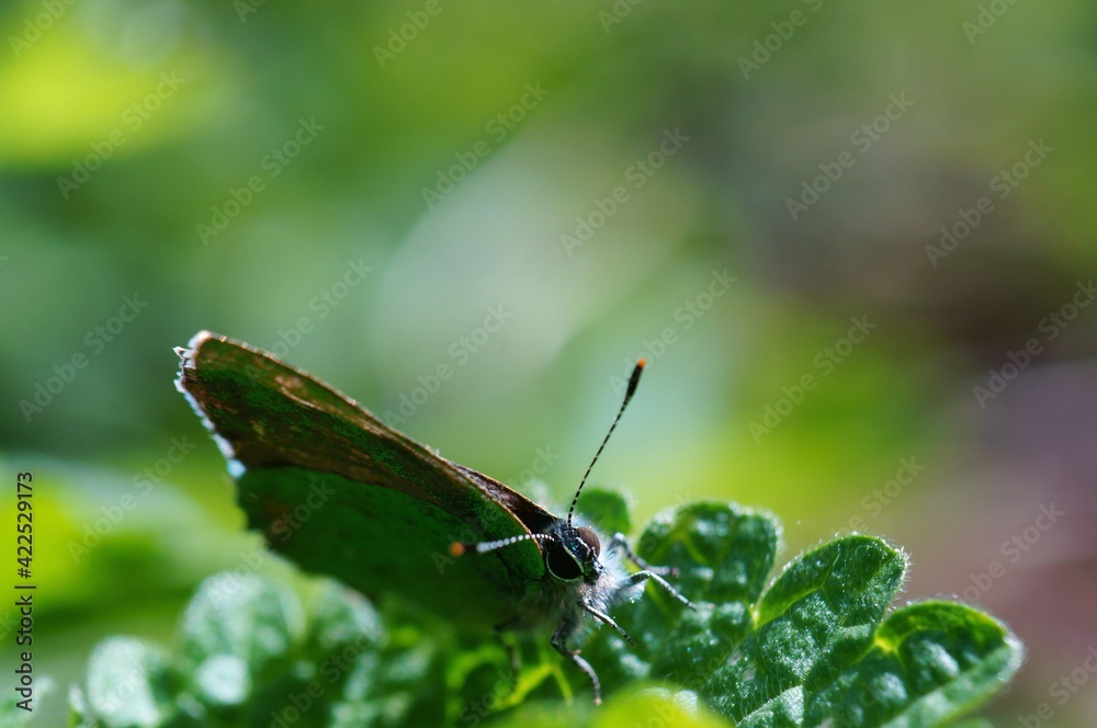 Butterfly on a green leaf. The arrival of spring.