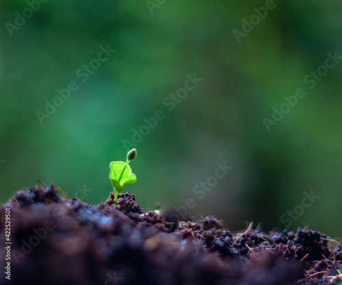 Seedling growing in potting mix with nature blurred background .Agriculture concepts. © IKT224