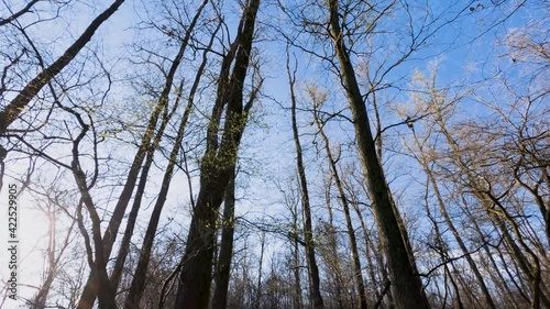 Panoramica alberi nel pomeriggio nella brughiera photo