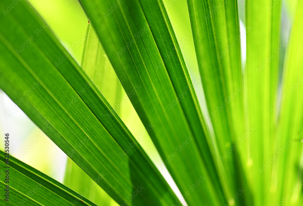 Tropical palm leaf natural jungle background Tropical palm leaf natural jungle background