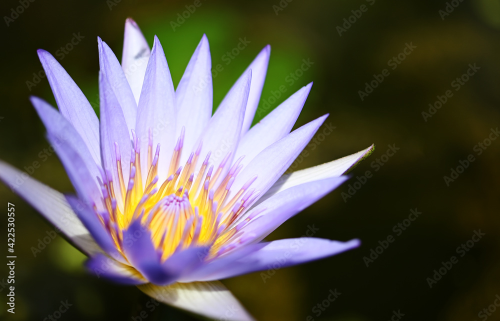 beautiful Lotus Flower with green leaf in pond beautiful Lotus Flower with green leaf in pond