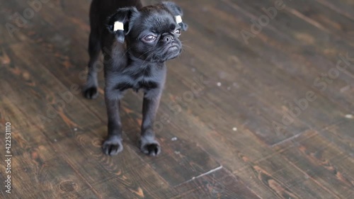 Black brabanson cute puppy with patched ears looking at the camera at wooden floor background photo