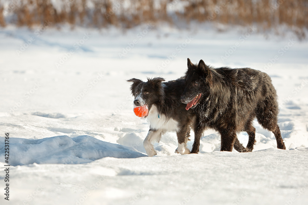 Naklejka premium Border Collie and Belgian Shepherd for a walk in winter