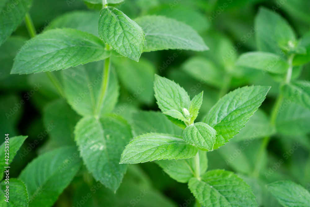 Close up of beautiful fresh mint in the garden Close up of beautiful fresh mint in the garden