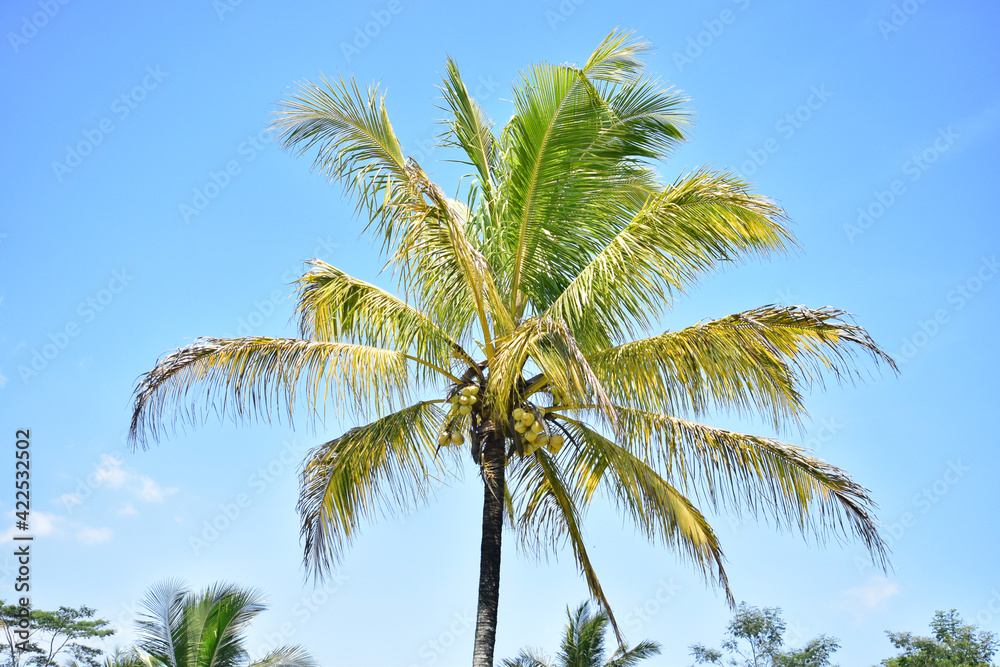 Coconut fruit on the tree, Coconut palm tree on blue sky