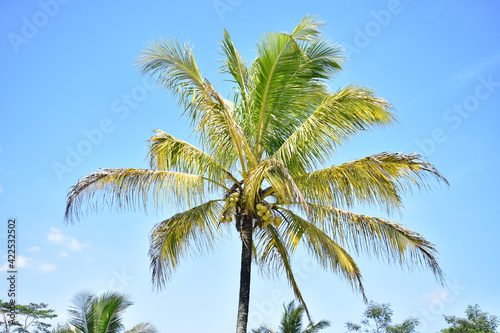 Coconut fruit on the tree, Coconut palm tree on blue sky © Eksapedia