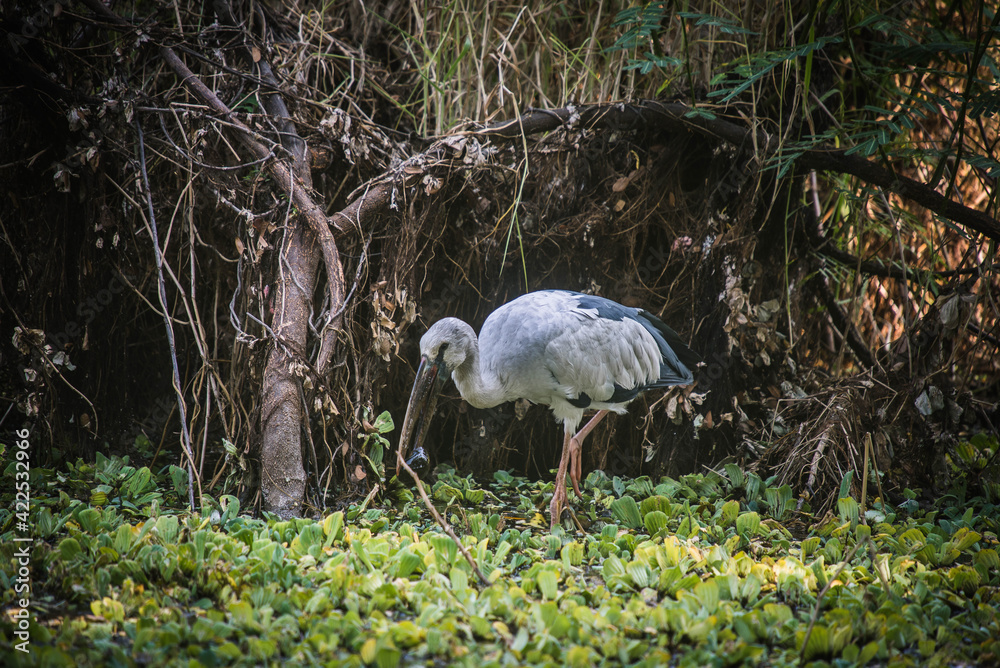 Obraz premium Asian openbill birds are walking for food in swamps.