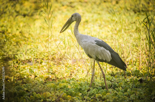 Asian openbill birds are walking for food in swamps.