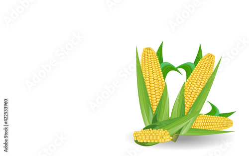 Corn cobs on white background.fresh delicious corn, can be used as design elements, isolated white background 3d illustration.