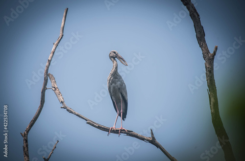 An Asian openbill perched on a dry branch.