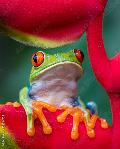Adorable orange fingers of the red and green tree frog of Costa Rica