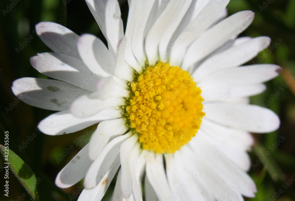 Macro close-up of a common daisy (bellis perennis) in the spring sunshine. Selective focus, short depth of field Macro close-up of a common daisy (bellis perennis) in the spring sunshine. Selective focus, short depth of field