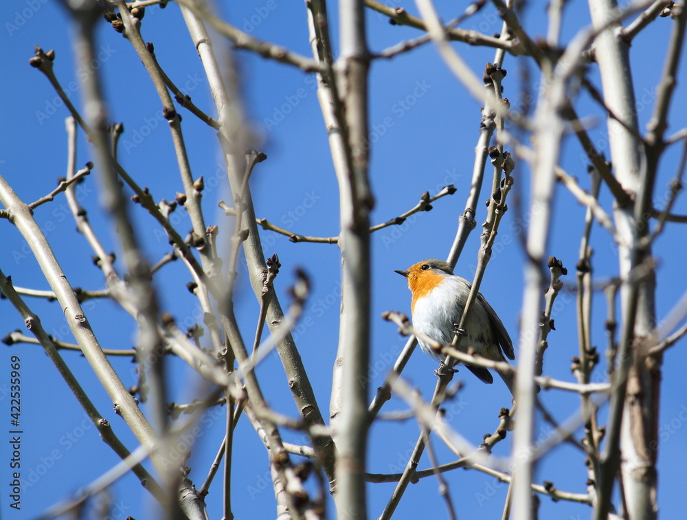 European Robin (erithacus rubecula) perching in a tree against a blue sky. Early spring, and the branches are still bare. European Robin (erithacus rubecula) perching in a tree against a blue sky. Early spring, and the branches are still bare.