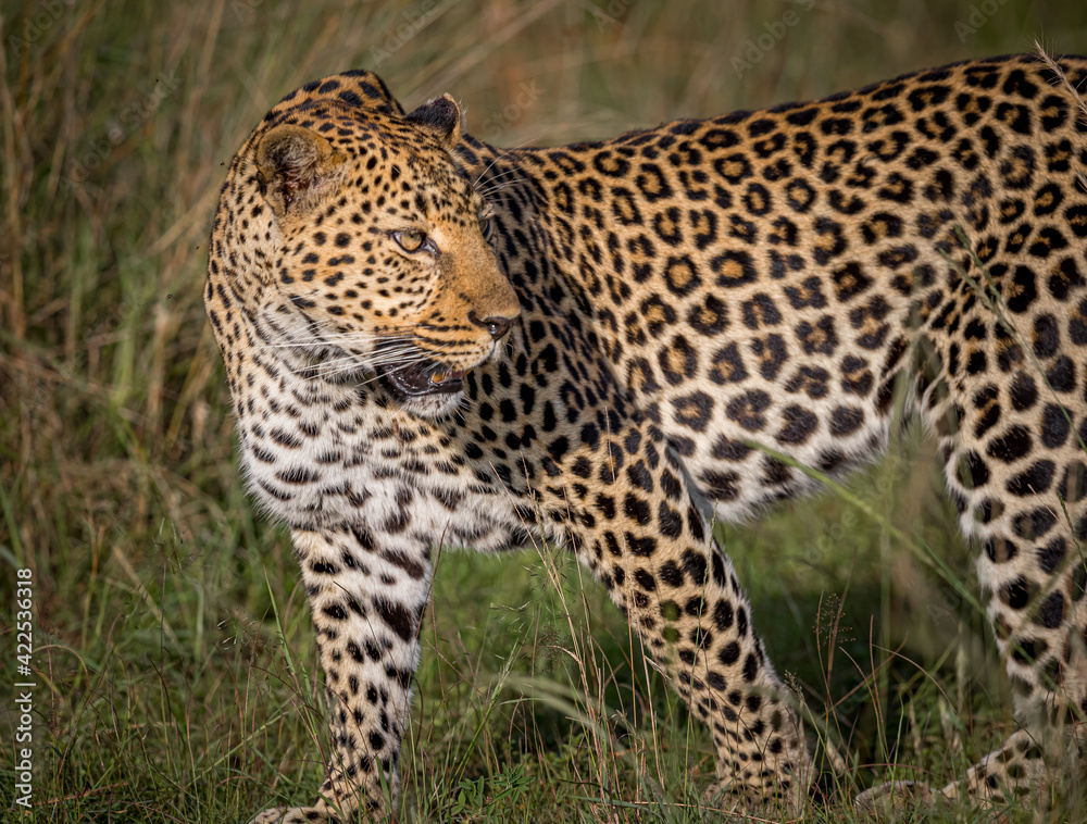 Beautiful profile of leopard walking in Samburu in Kenya Beautiful profile of leopard walking in Samburu in Kenya