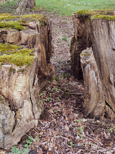 Beautiful old tree stump covered with moss in the forest.