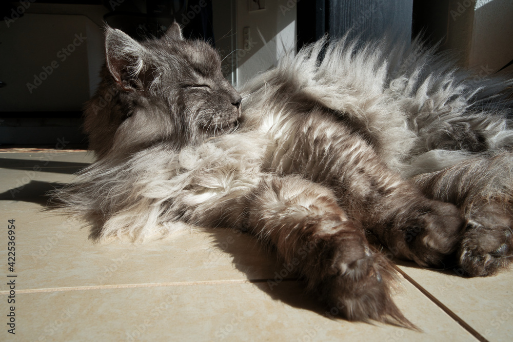 Türkische Angora Katze beim relaxen Stock Photo Adobe Stock