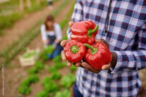 Close-up of freshly harvested red pepper in the hands of the farmer in the organic vegetable garden. Selective focus