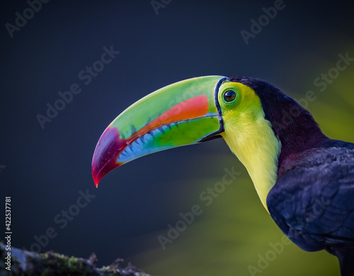 Close up and left portrait of the Brightly colored keel-billed toucan of Costa Rica