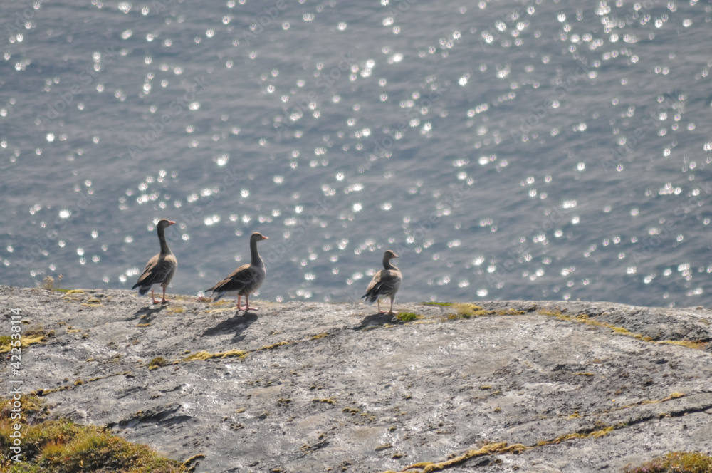 Blurry image of three greylag geese standing on the cliff on coast of Lovund on sunny summer morning. Shining sea in the background
