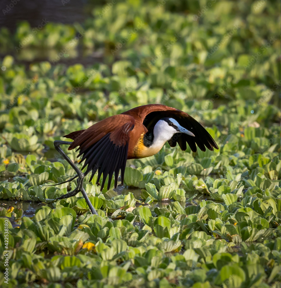 Fototapeta premium Close up of colorful African Jacana taking flight