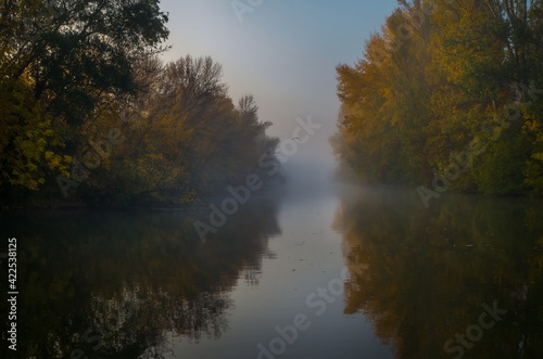 Autumn fog on the river. Poplar grove in the fog.