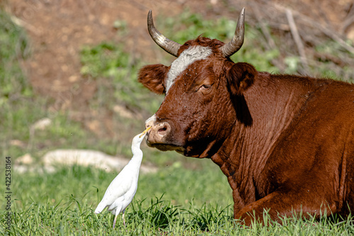 white heron cleans a cow