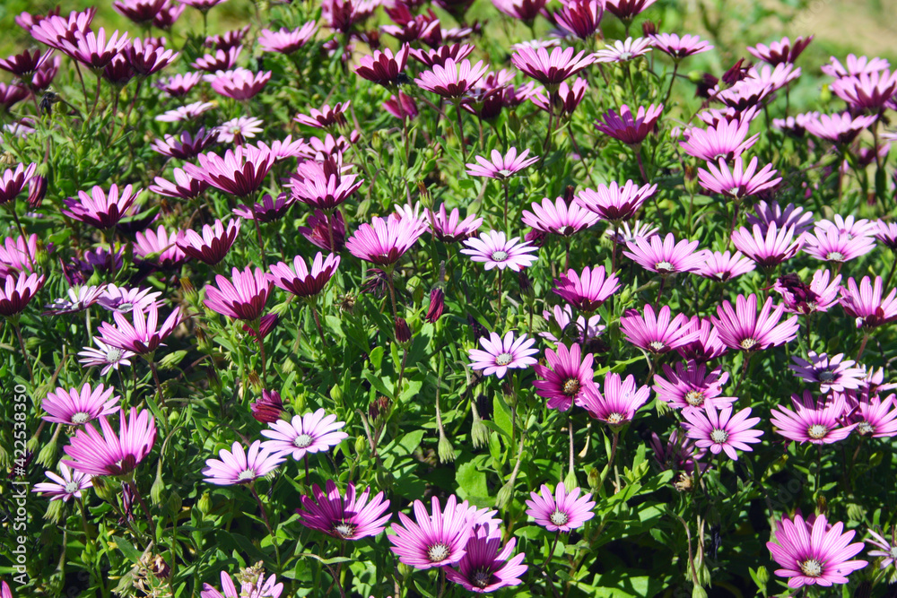 Naklejka premium The clearing is completely dotted with pink daisies.Blooming season.