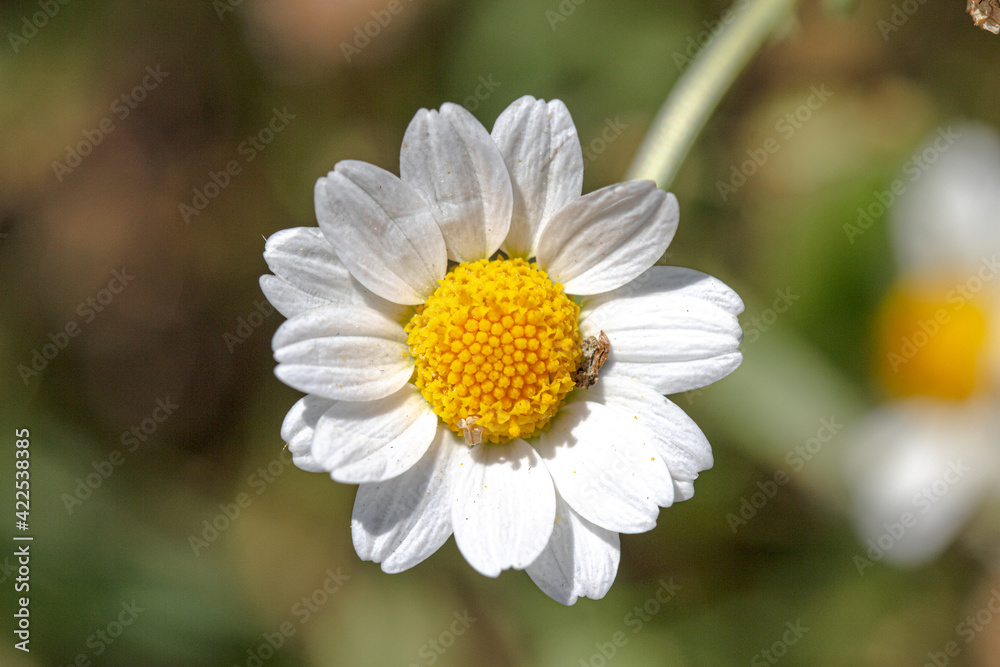 Fototapeta premium portrait of a camomile flower