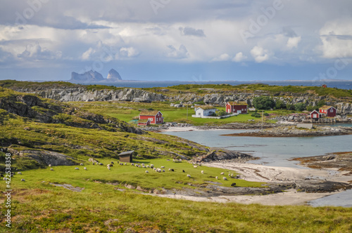 Herd of sheep in green valley of Lovund island surrounded by coastline of sea, cliffs and mountains, Norway, on sunny summer day. Træna island on the horizon © Ilga