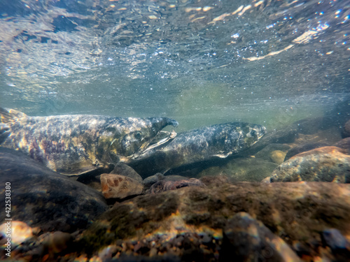 水中撮影  川を遡上する鮭  秋の北海道増毛町のイメージ © tkyszk