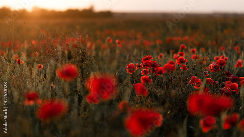 Fototapeta Naklejka Na Ścianę i Meble -  sunset in the poppies field