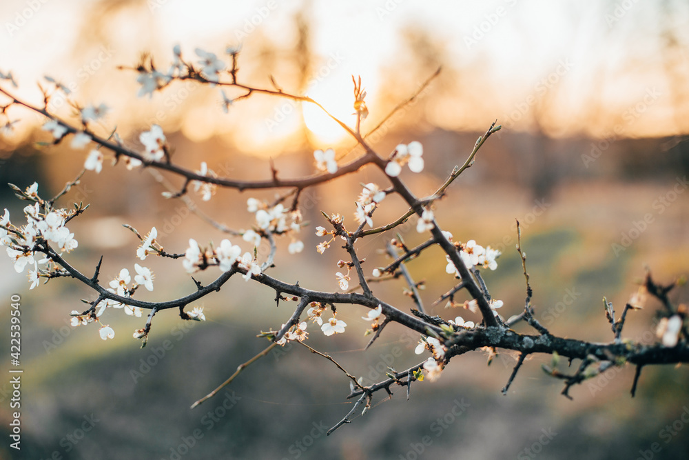 branch of a blooming apple tree in a close-up plan at sunset branch of a blooming apple tree in a close-up plan at sunset