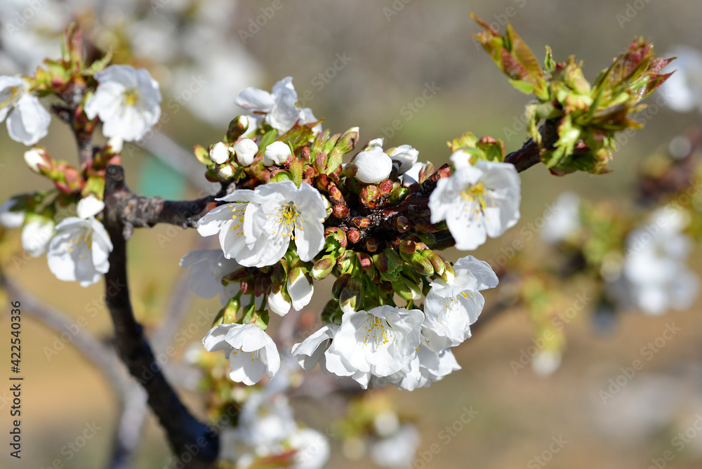 Obraz premium Flowering cherry or Cerasus in spring