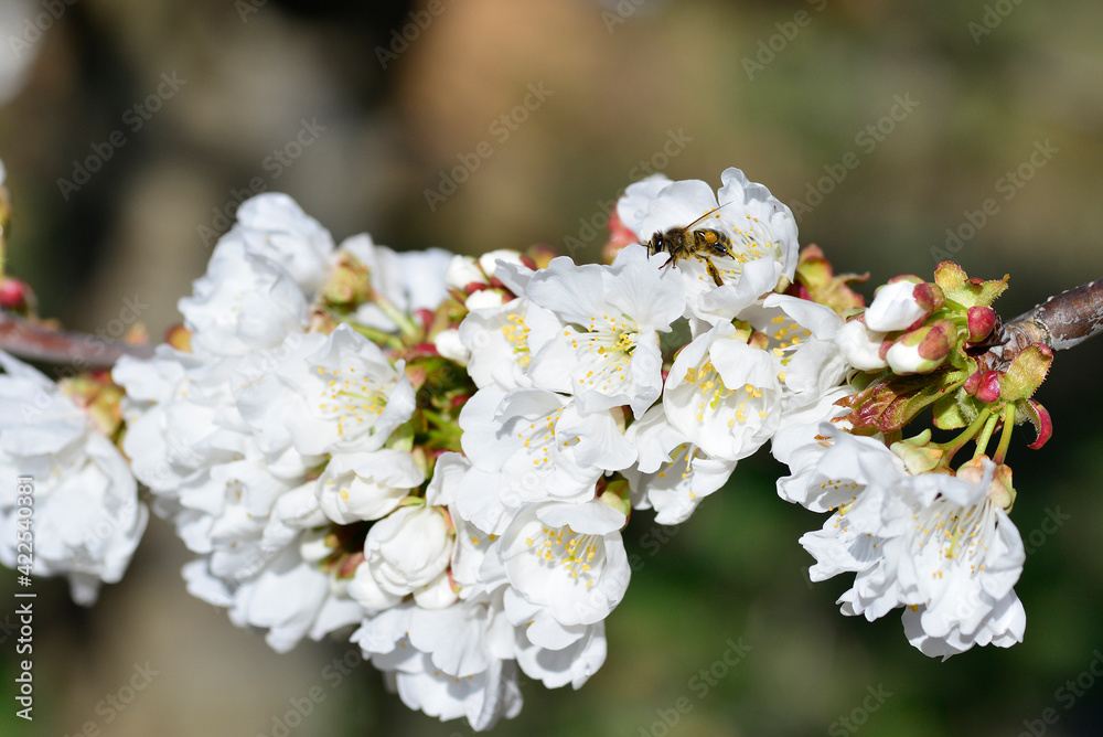 bee collecting pollen on flowering cherry or Cerasus in spring bee collecting pollen on flowering cherry or Cerasus in spring