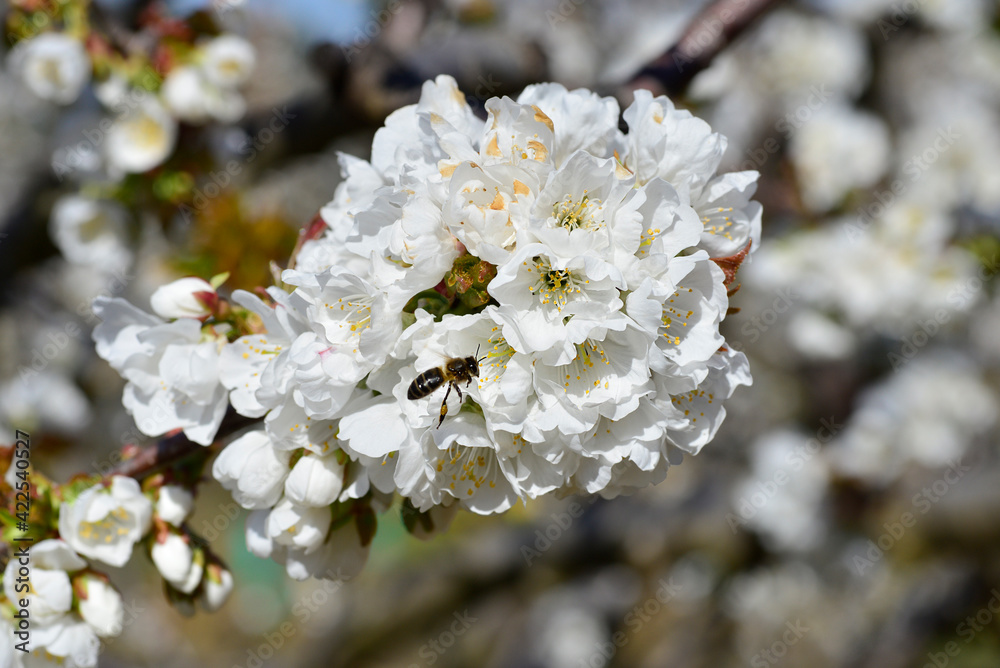 bee collecting pollen on flowering cherry or Cerasus in spring bee collecting pollen on flowering cherry or Cerasus in spring