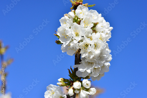 bee collecting pollen on flowering cherry or Cerasus in spring