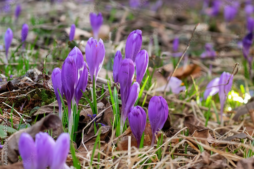 Crocuses, the first spring flowers close-up. Delicate buds of purple flowers. Living symbol of spring Crocuses, the first spring flowers close-up. Delicate buds of purple flowers. Living symbol of spring